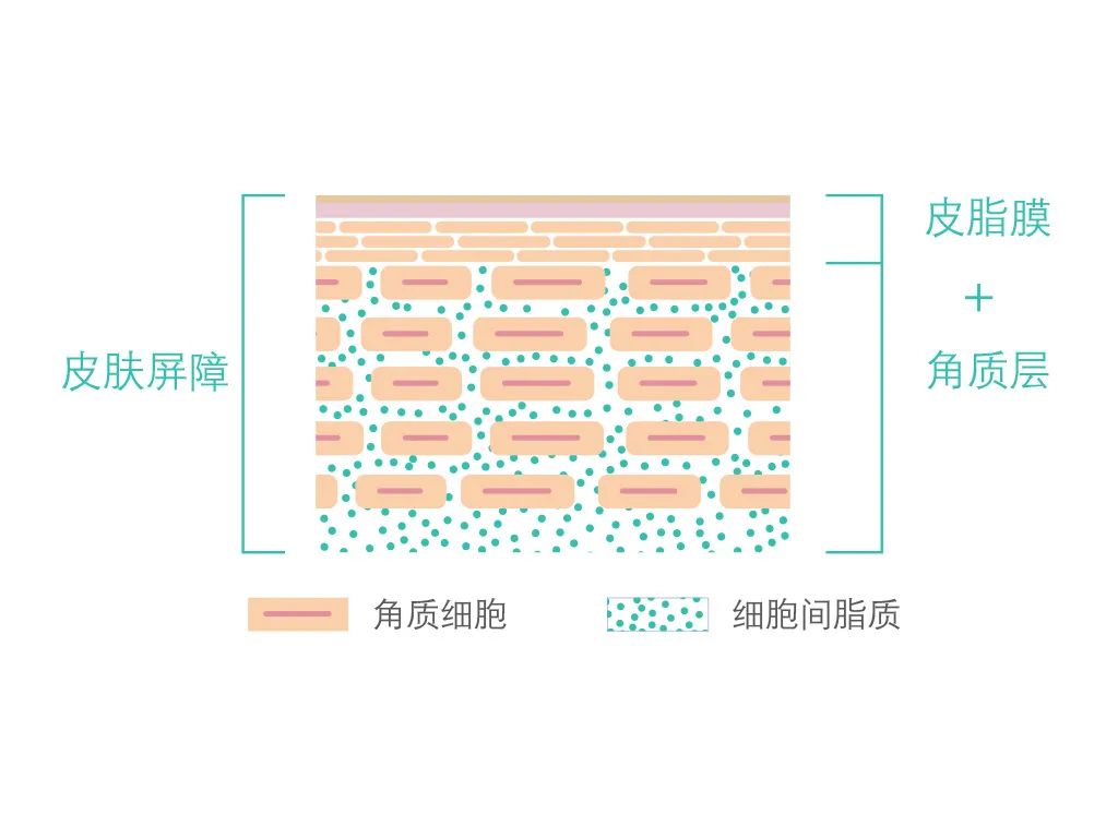 什么是皮肤屏障？如何减少皮肤屏障的损害